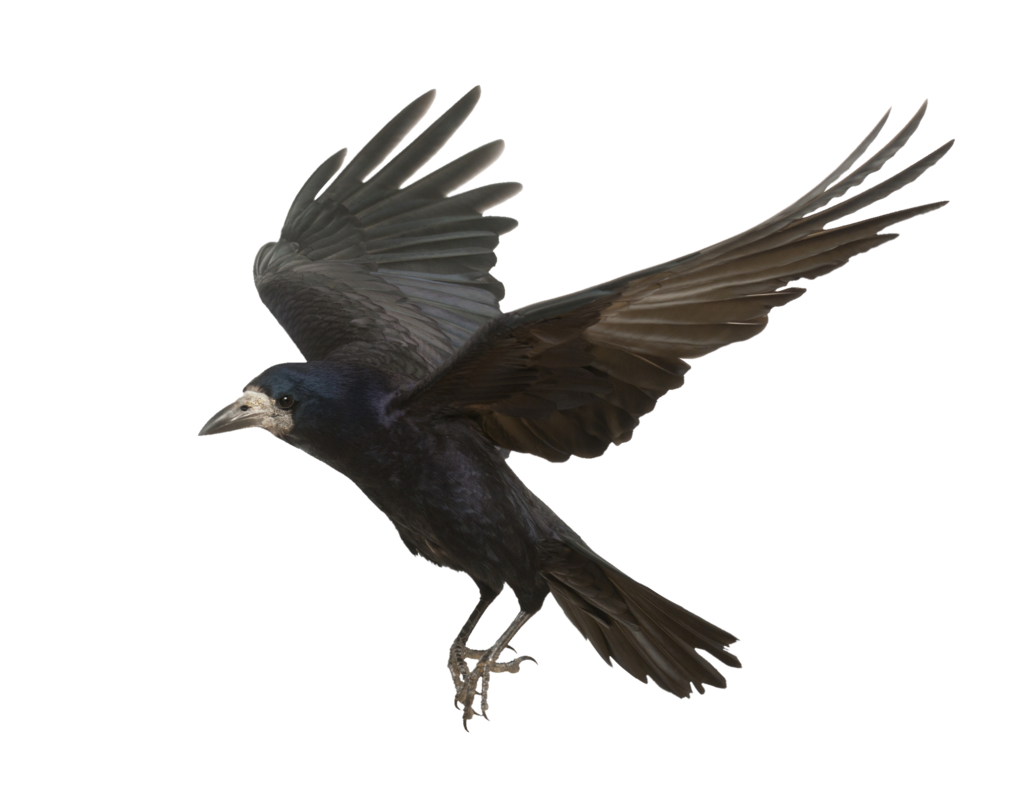 Flying Crow PNG Pic