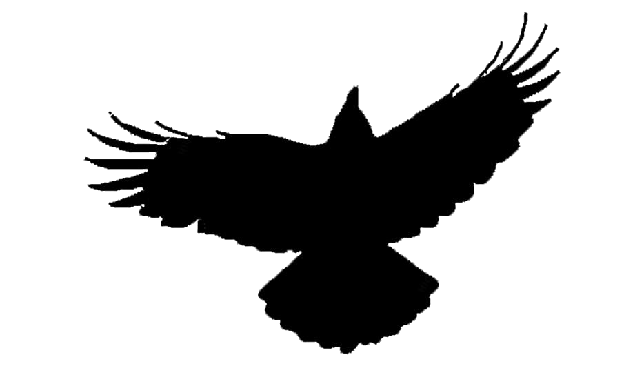 Flying Crow PNG Transparent