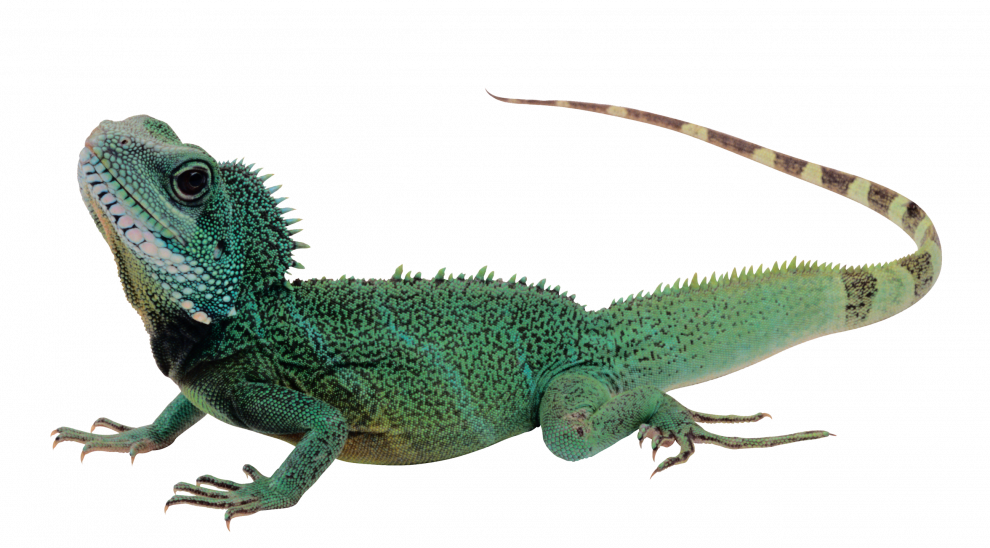 Gecko PNG Clipart