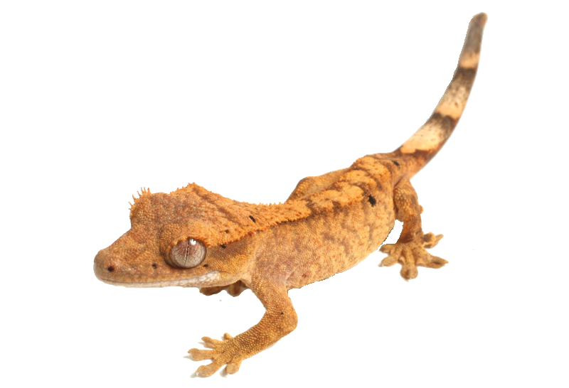 Gecko PNG Photos
