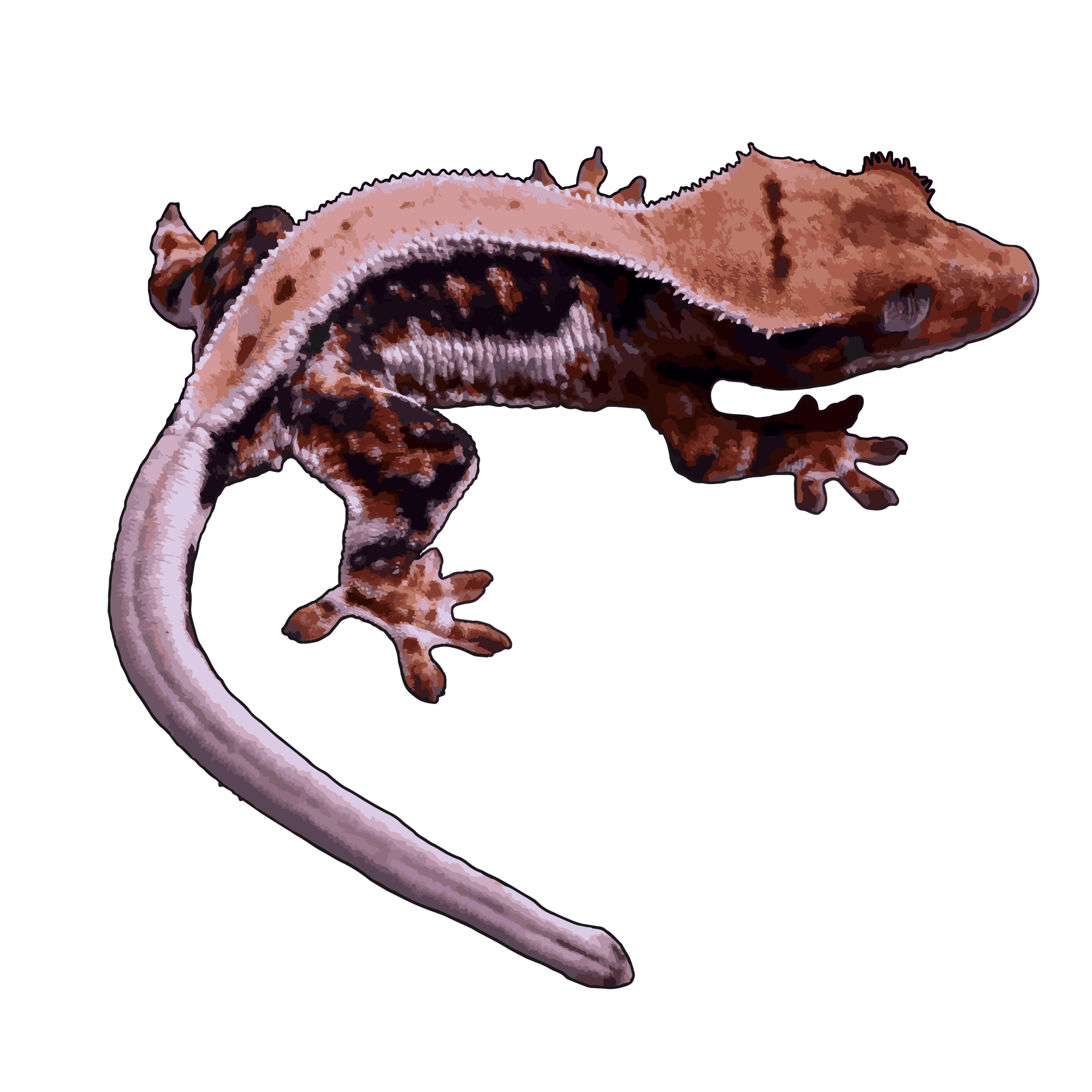 Gecko PNG Picture