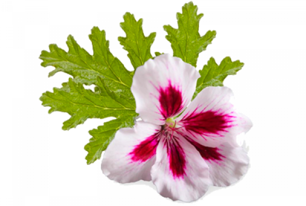 Geranium PNG HD Isolated