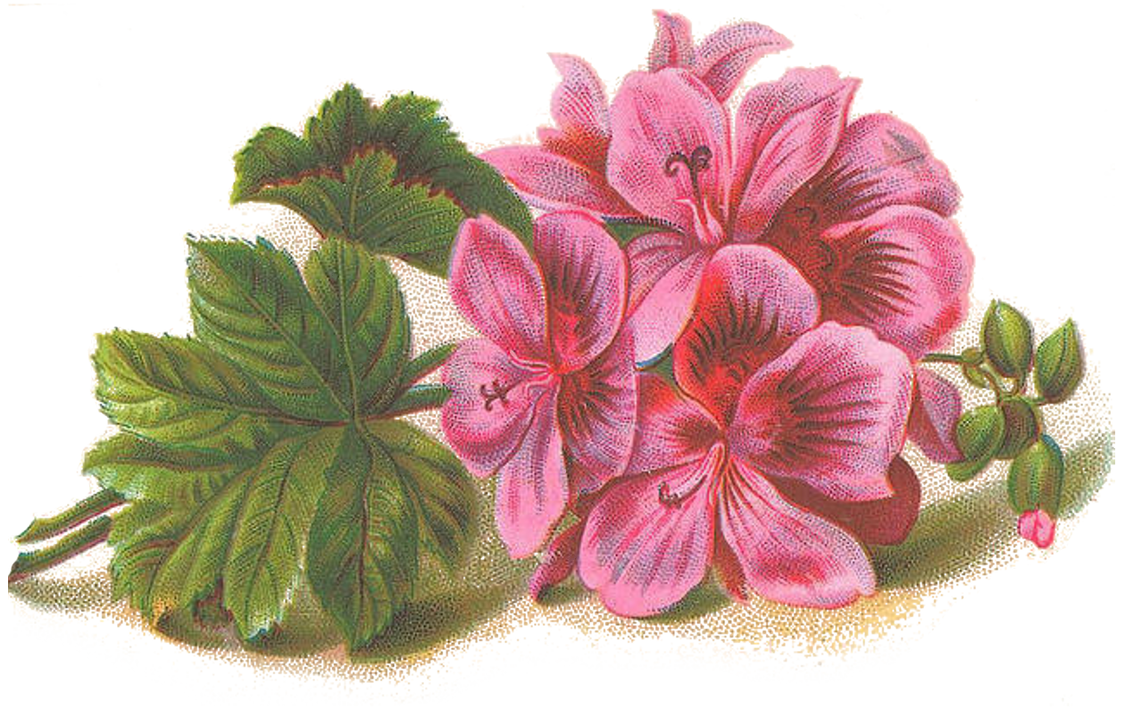 Geranium PNG Isolated File