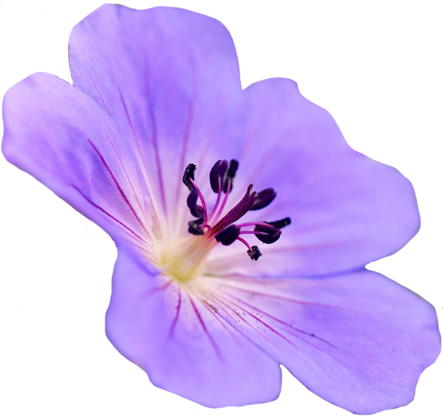 Geranium PNG Isolated Image