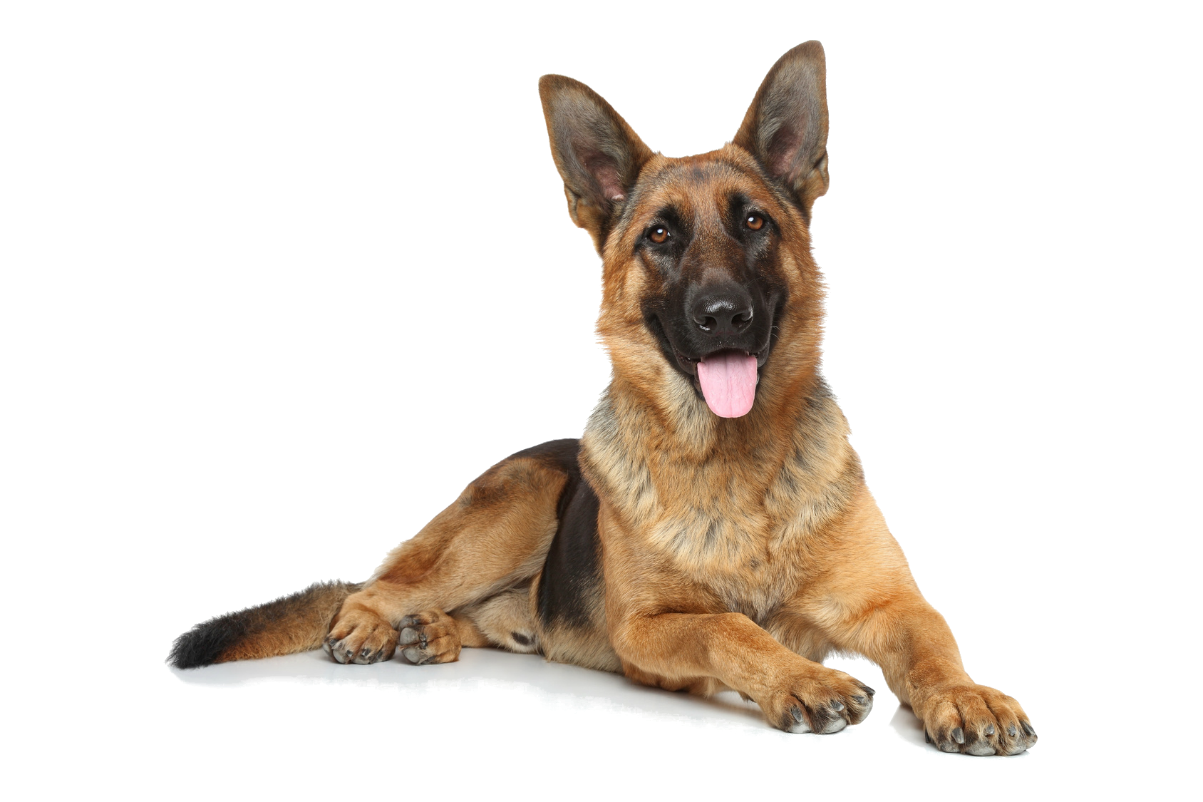 German Shepherd PNG Isolated HD Pictures