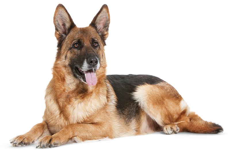 German Shepherd PNG Isolated Transparent HD Photo