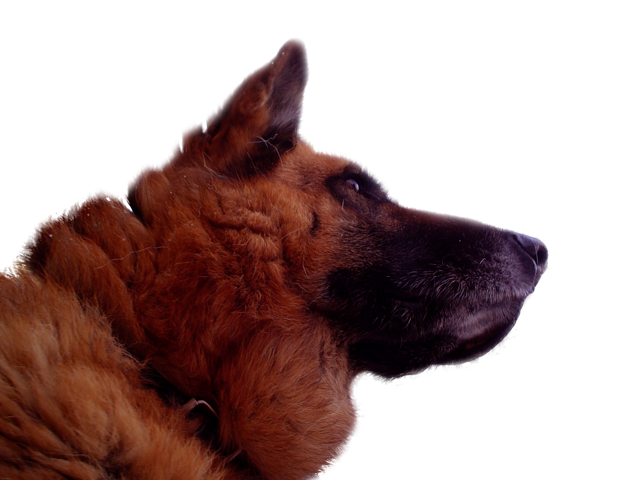 German Shepherd PNG Isolated Transparent