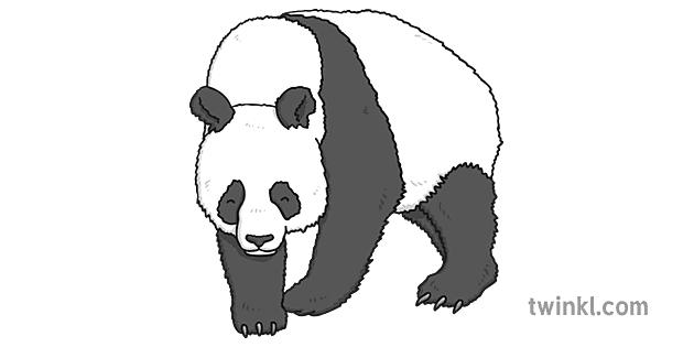 Giant Pandas PNG File