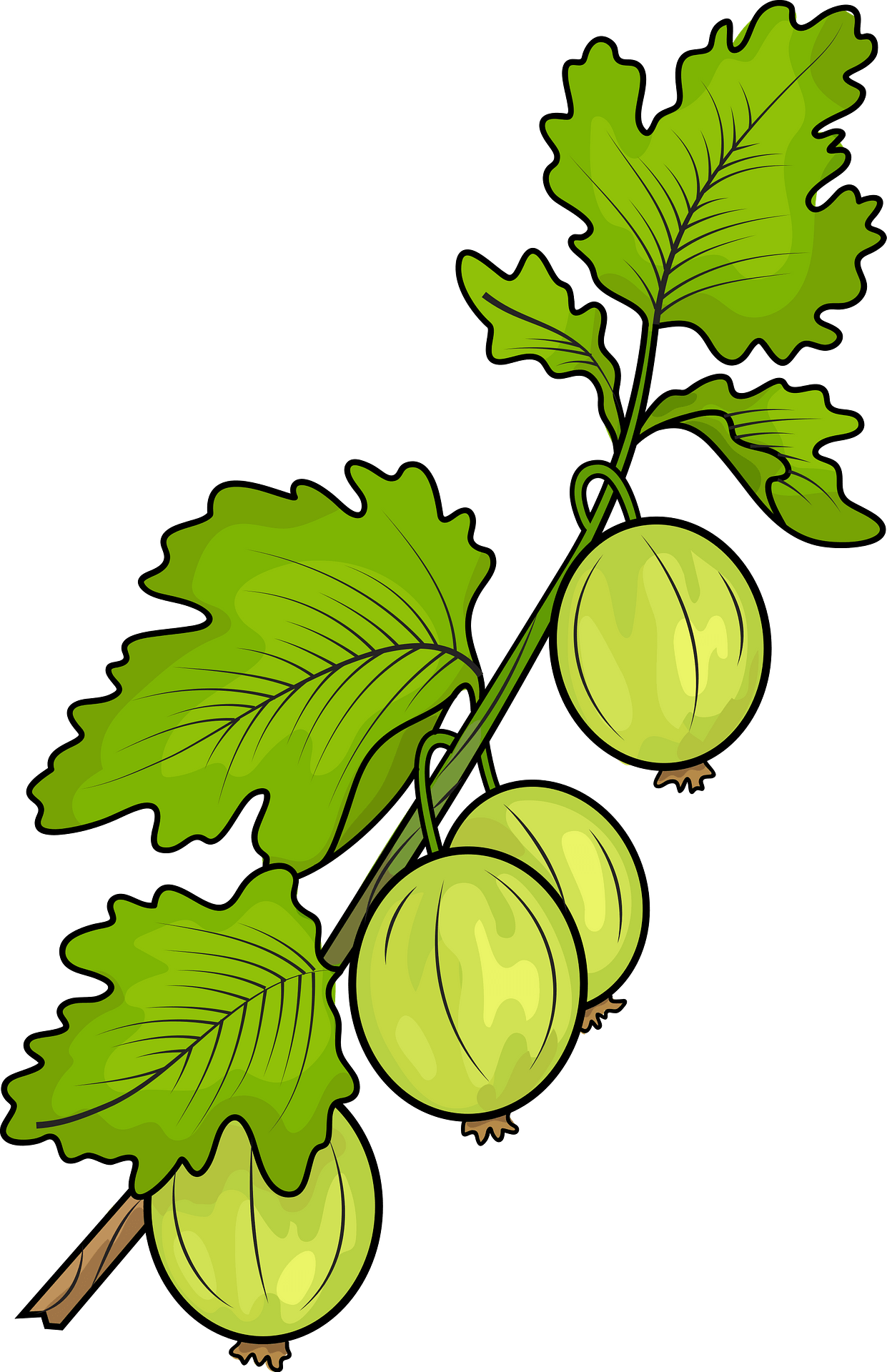 Gooseberry PNG HD
