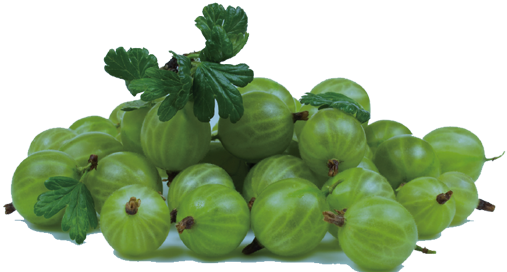 Gooseberry PNG Isolated Pic