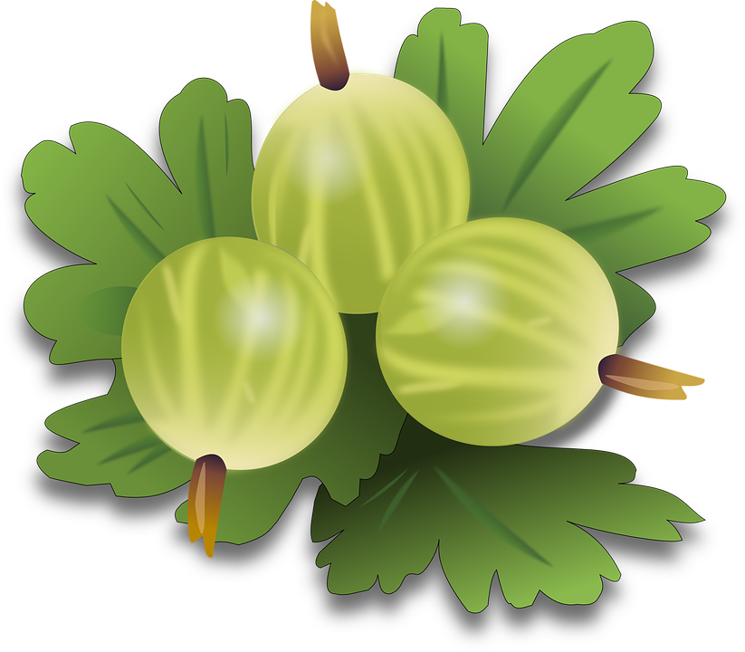 Gooseberry PNG Photo