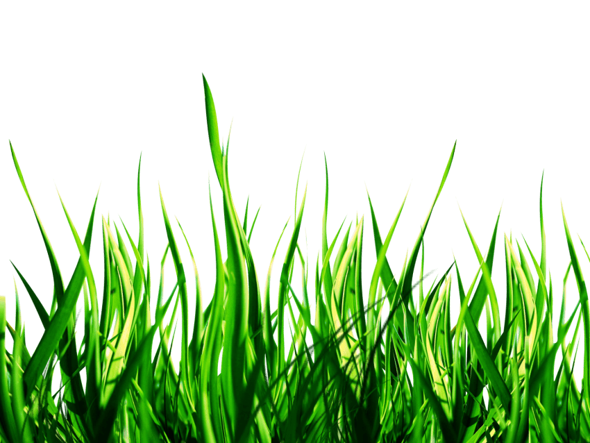 Green Background PNG Photo