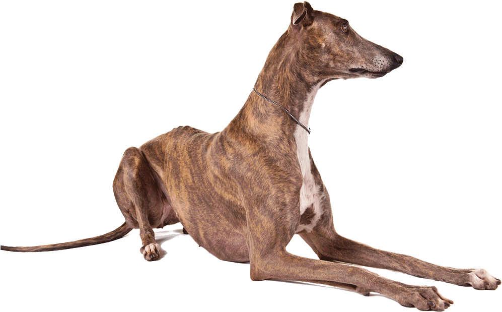 Greyhound Download PNG Image