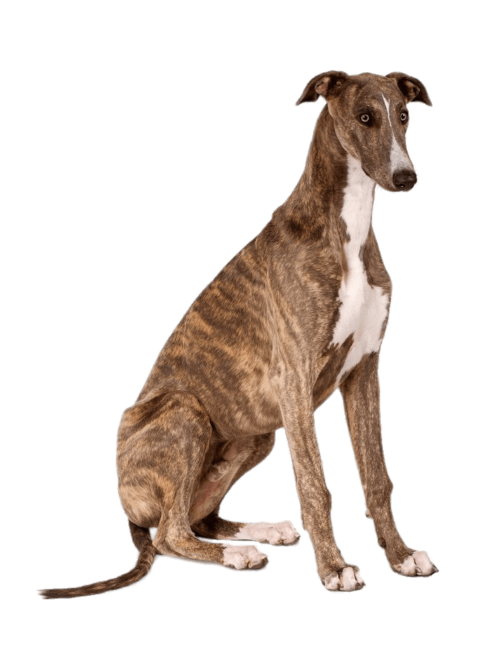 Greyhound PNG Clipart