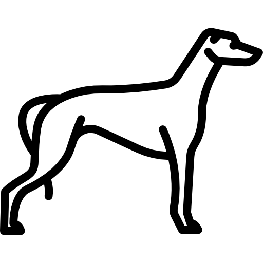Greyhound PNG File