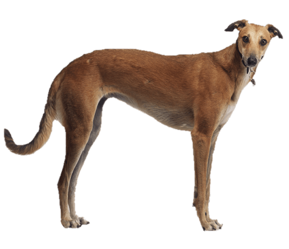 Greyhound PNG Image