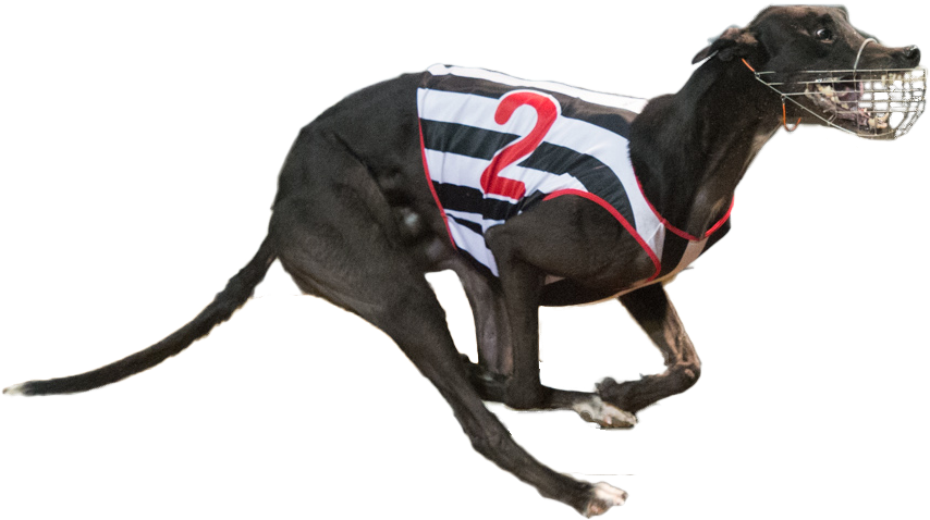 Greyhound PNG Isolated File