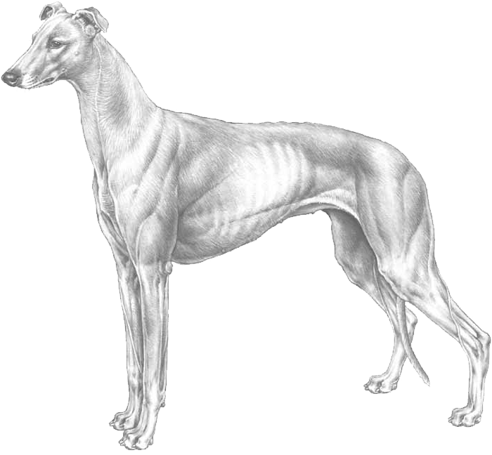 Greyhound PNG Isolated Image