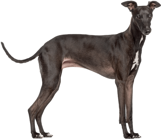 Greyhound PNG Isolated Photo