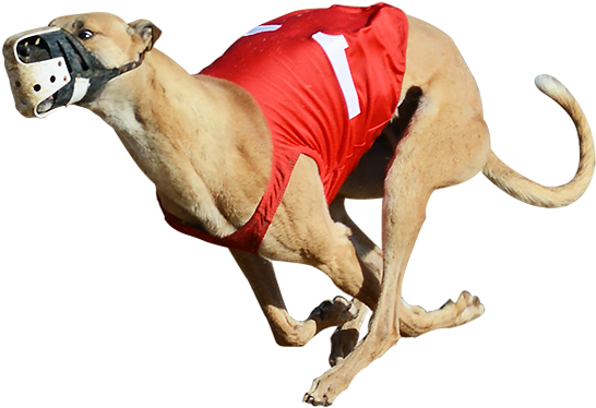 Greyhound PNG Isolated Pic