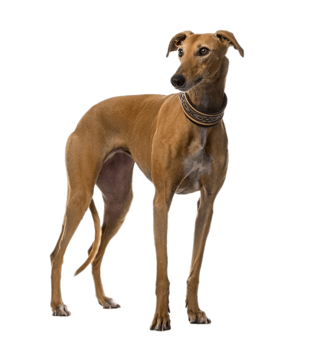 Greyhound PNG Picture