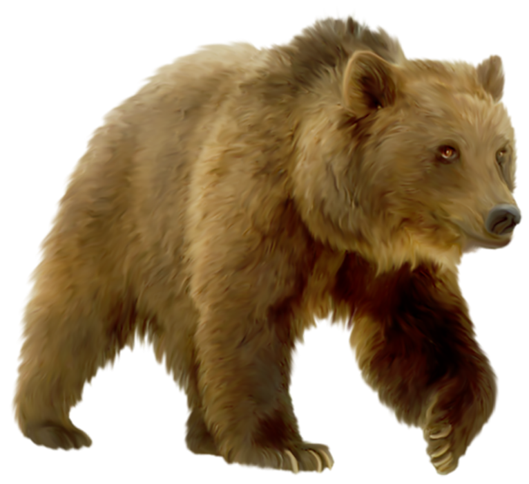 Grizzly Bear PNG File