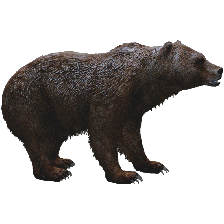 Grizzly Bear PNG HD Isolated