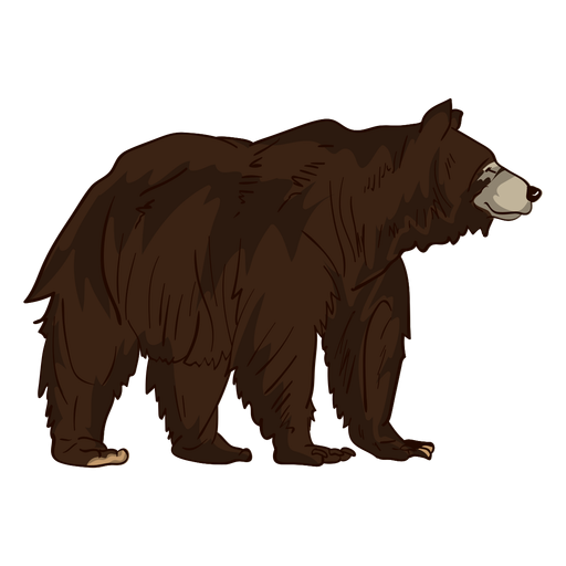 Grizzly Bear PNG Isolated Photo