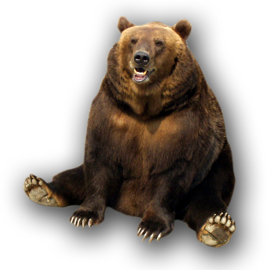 Grizzly Bear PNG Photos