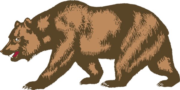 Grizzly Bear PNG Transparent