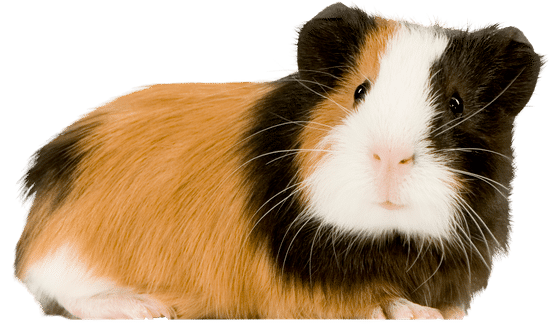 Guinea Pigs Download PNG Image