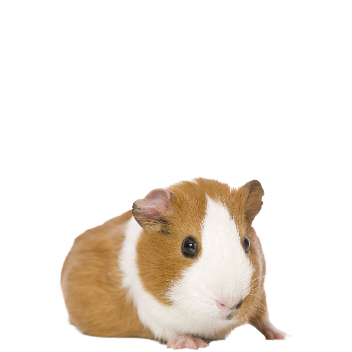 Guinea Pigs PNG Clipart
