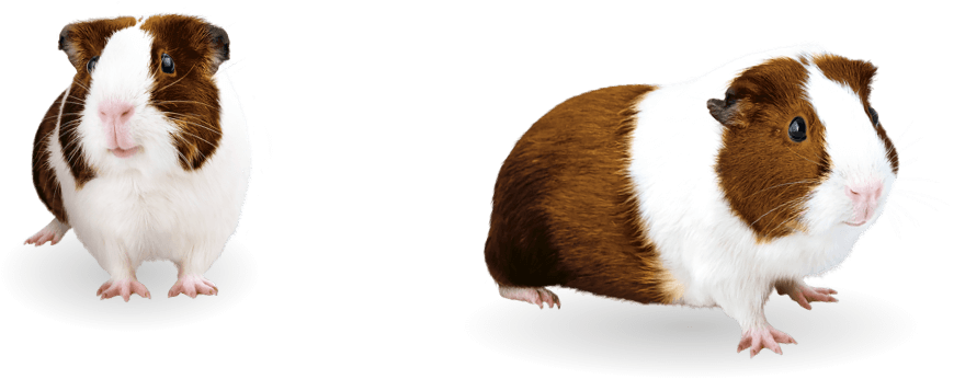 Guinea Pigs PNG File