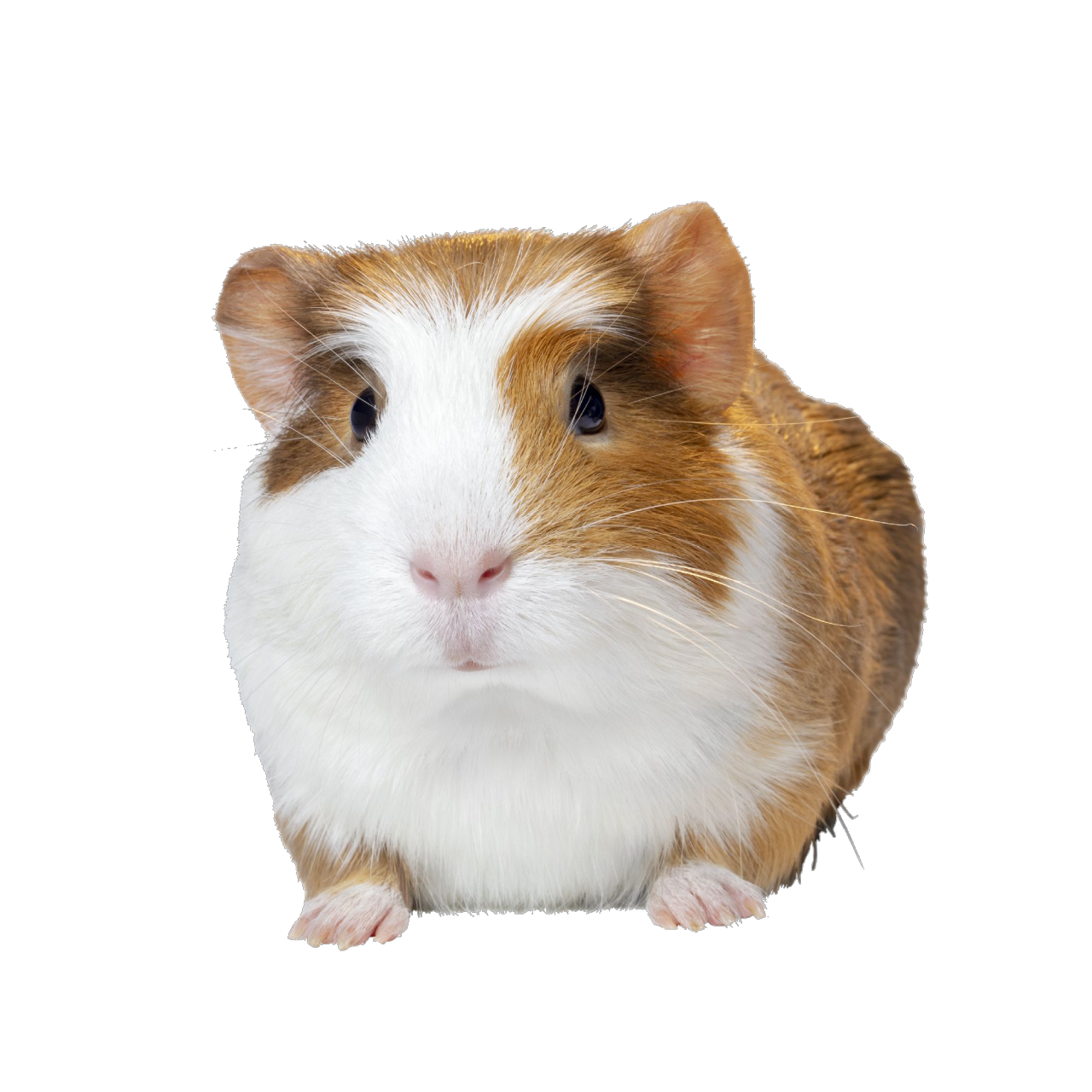 Guinea Pigs PNG HD