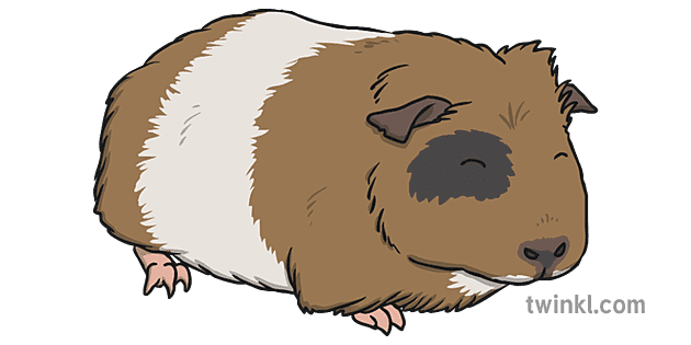 Guinea Pigs PNG Image