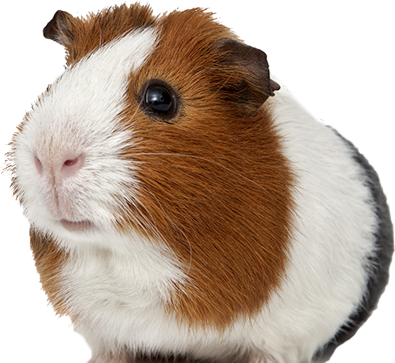 Guinea Pigs PNG Isolated Image