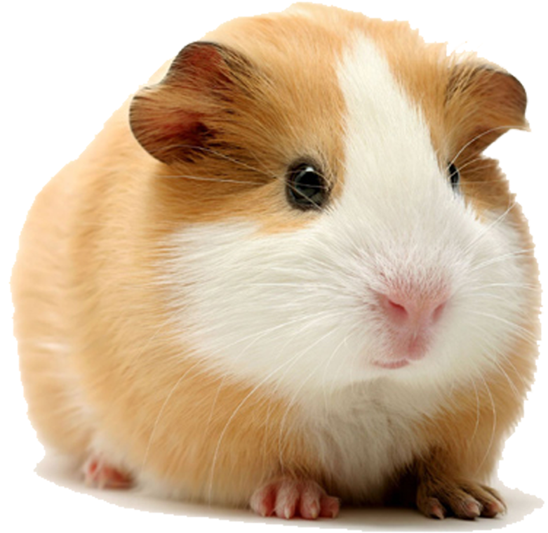 Guinea Pigs PNG Isolated Photo