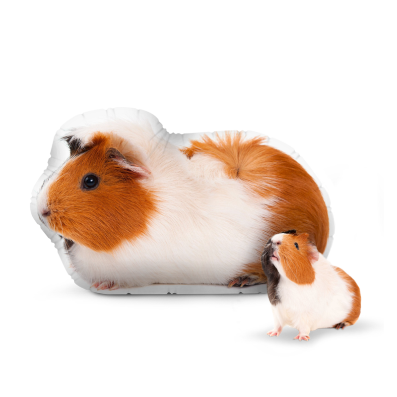 Guinea Pigs PNG Isolated Pic