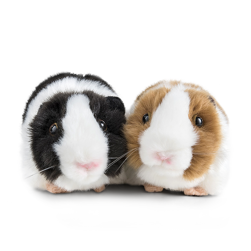 Guinea Pigs PNG