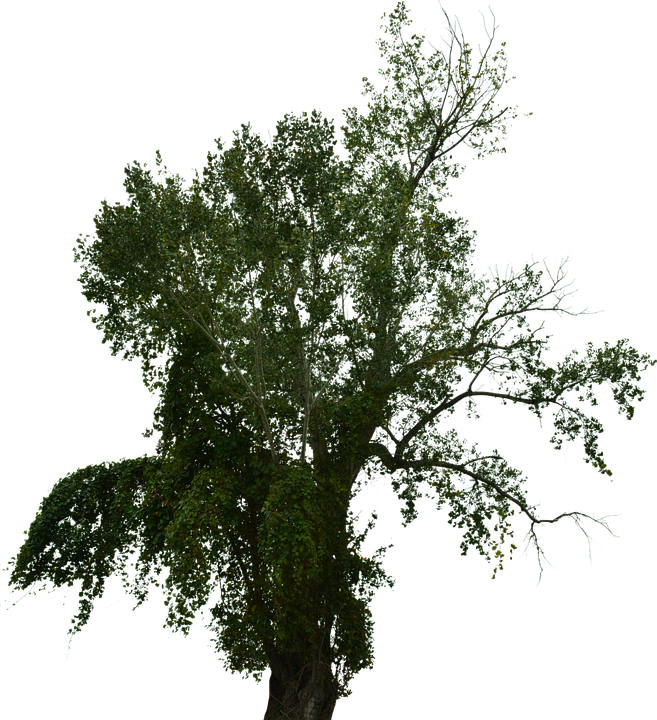 Halloween Tree PNG HD Isolated