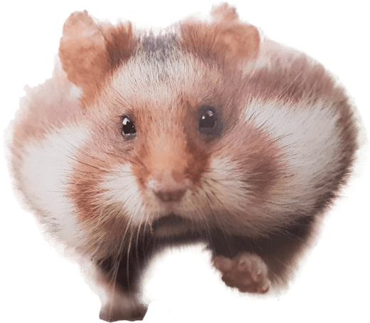 Hamster Download PNG Image