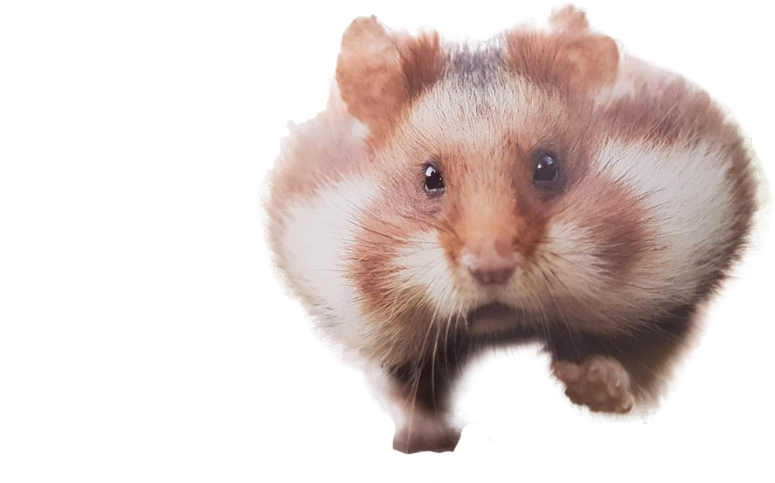 Hamster PNG Isolated Image