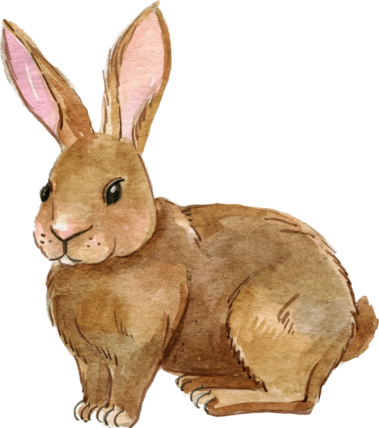 Hares PNG Free Download