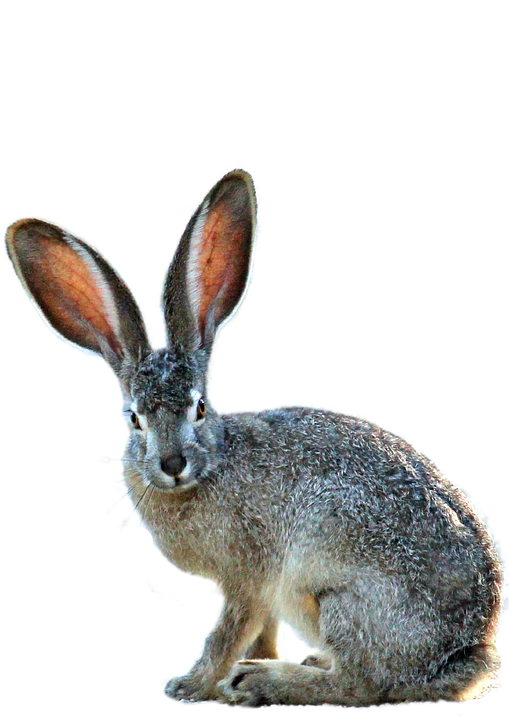 Hares PNG Isolated Image