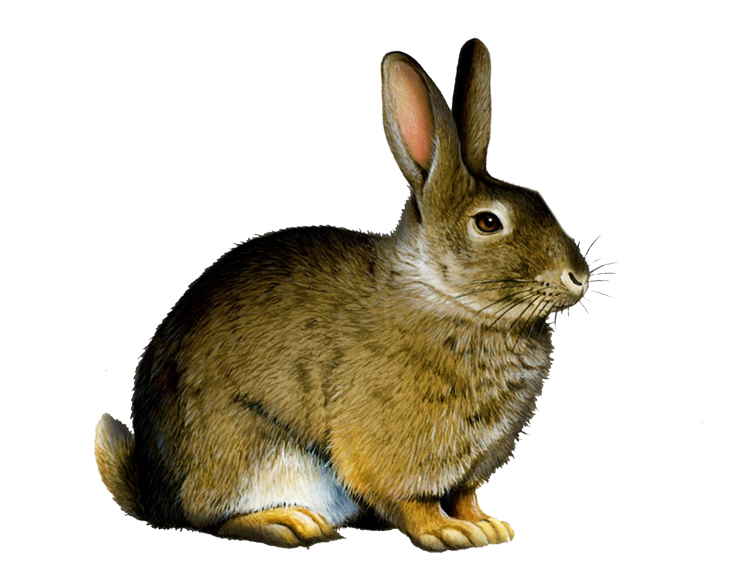 Hares PNG Picture