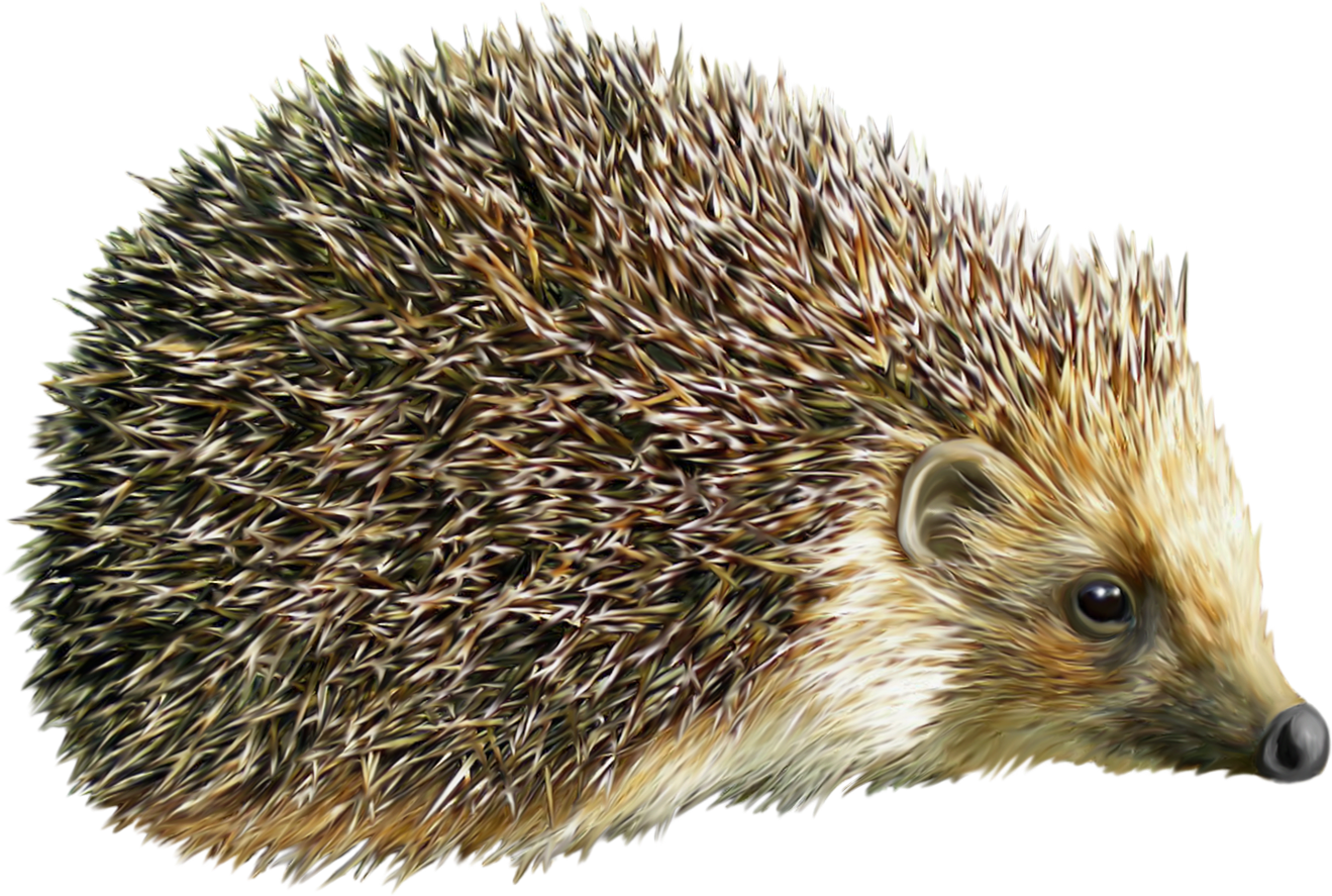 Hedgehogs PNG Clipart