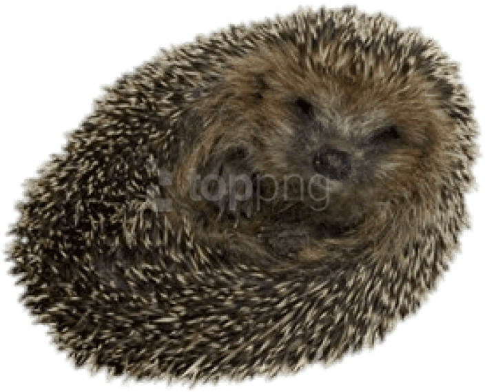 Hedgehogs PNG Isolated File