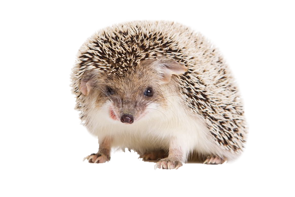 Hedgehogs PNG Isolated HD