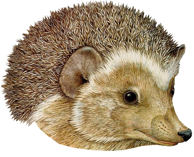 Hedgehogs PNG Isolated Image