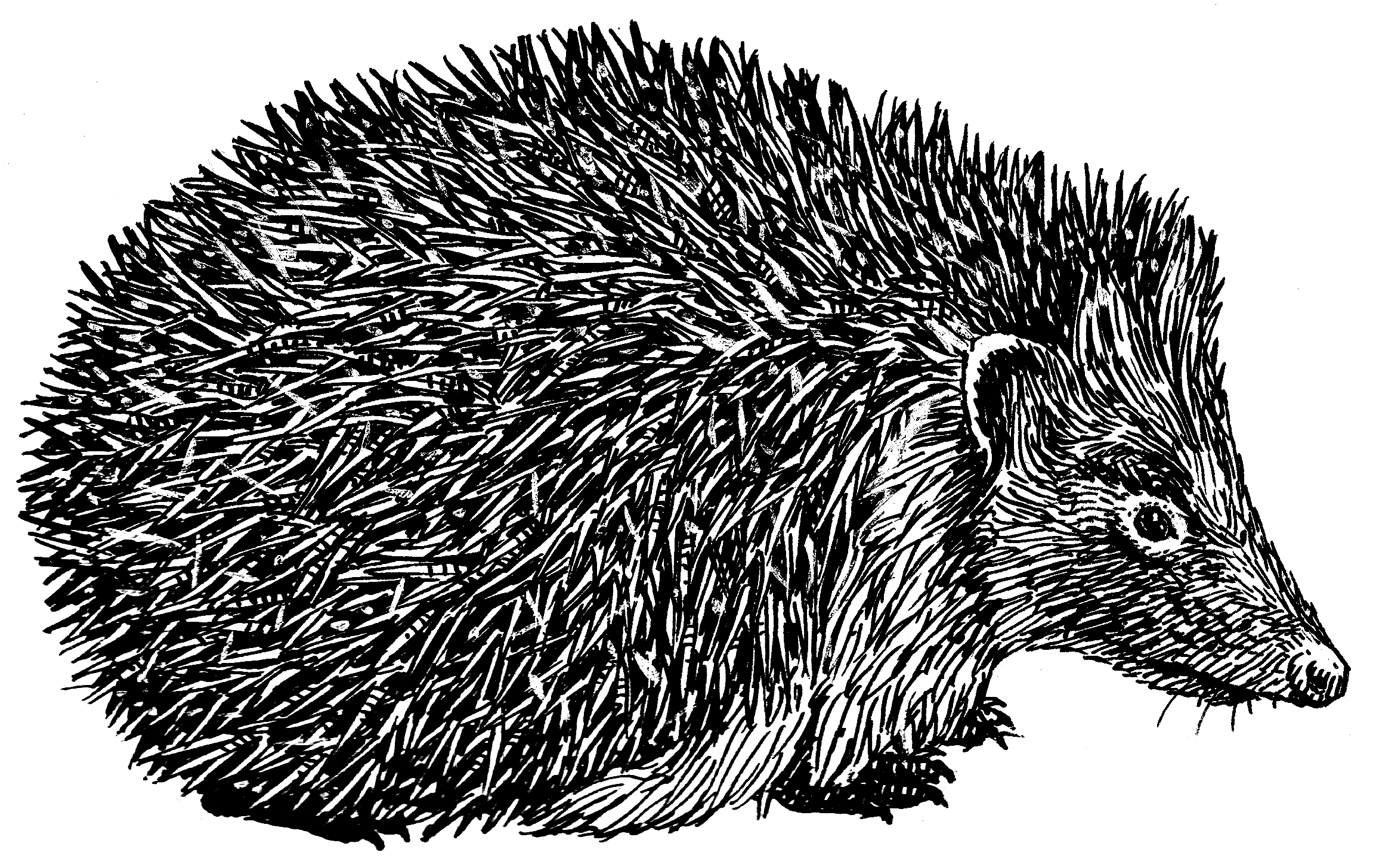 Hedgehogs PNG Isolated Photo